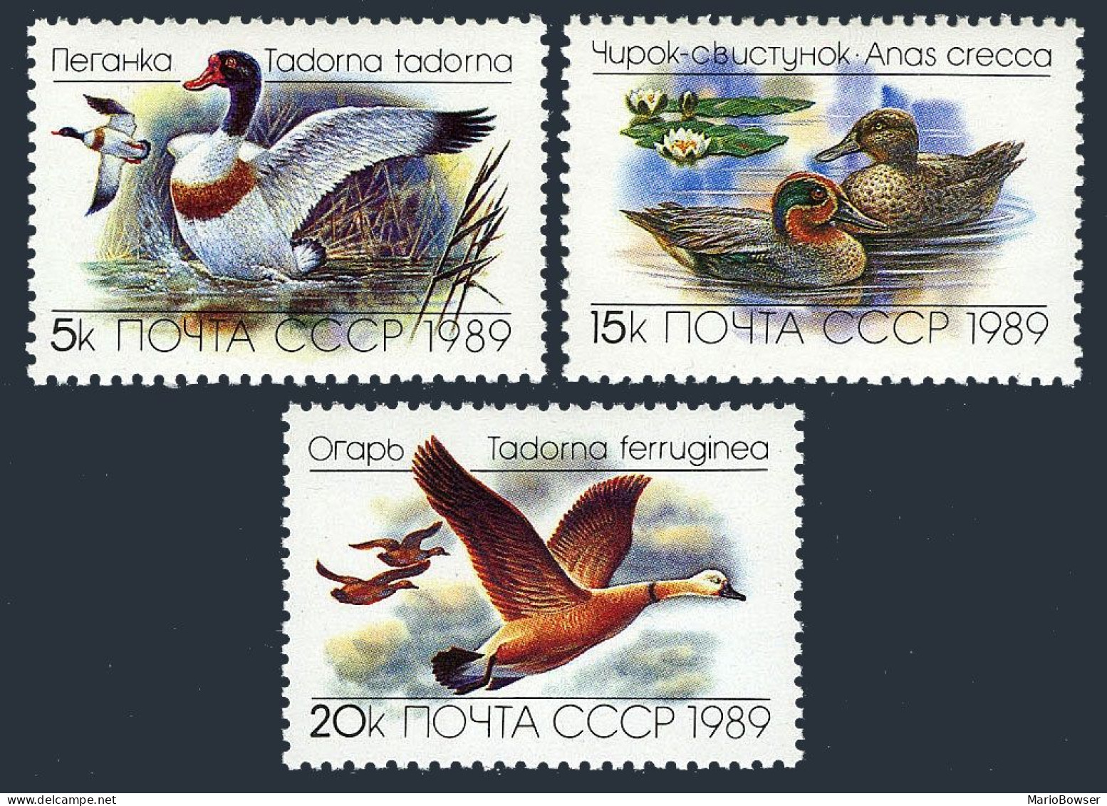 Russia 5783-5785,MNH.Michel 5965-5967. Ducks 1989. - Ungebraucht