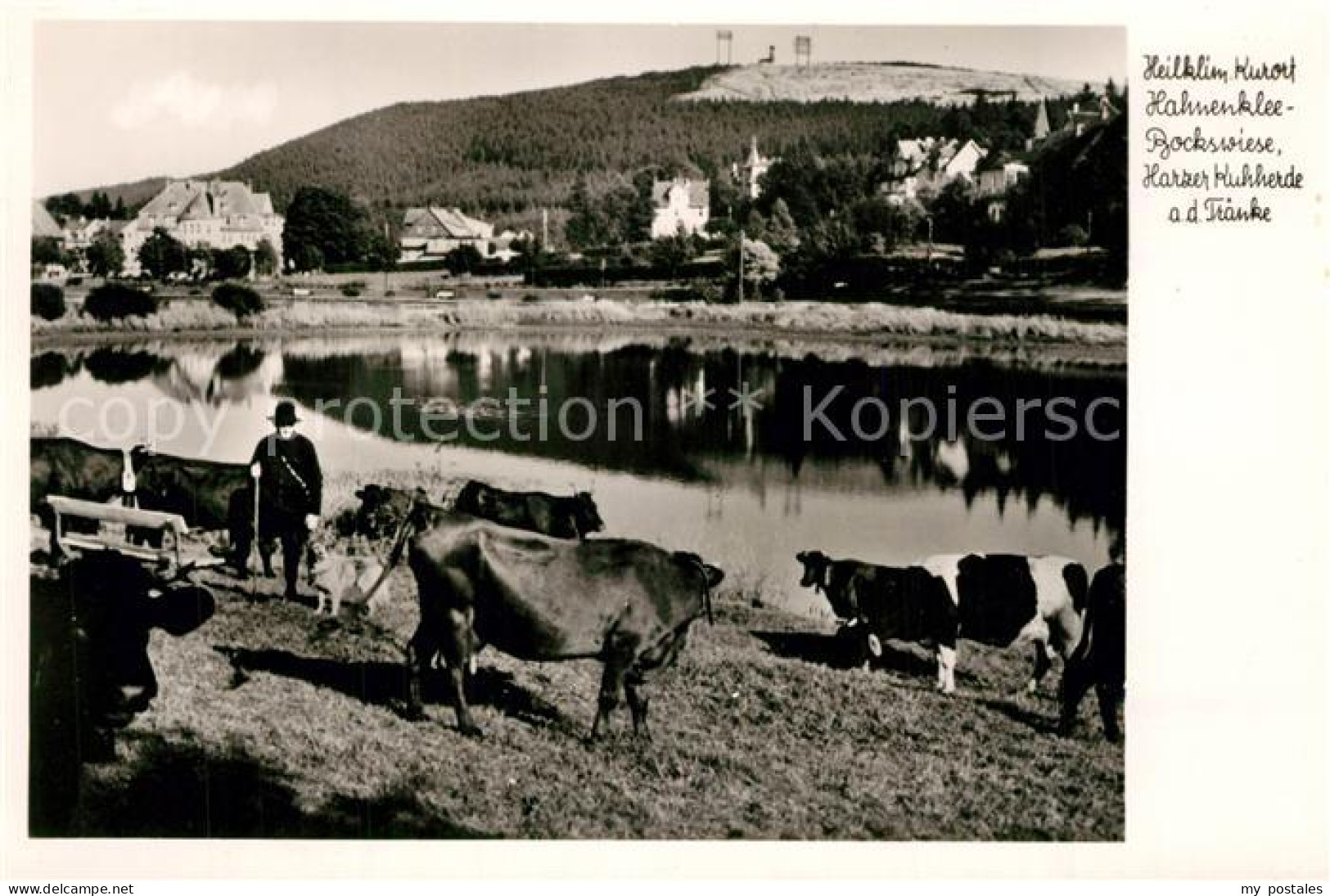 73279387 Hahnenklee-Bockswiese Harz Kuhherde Am Teich Hahnenklee-Bockswiese - Goslar