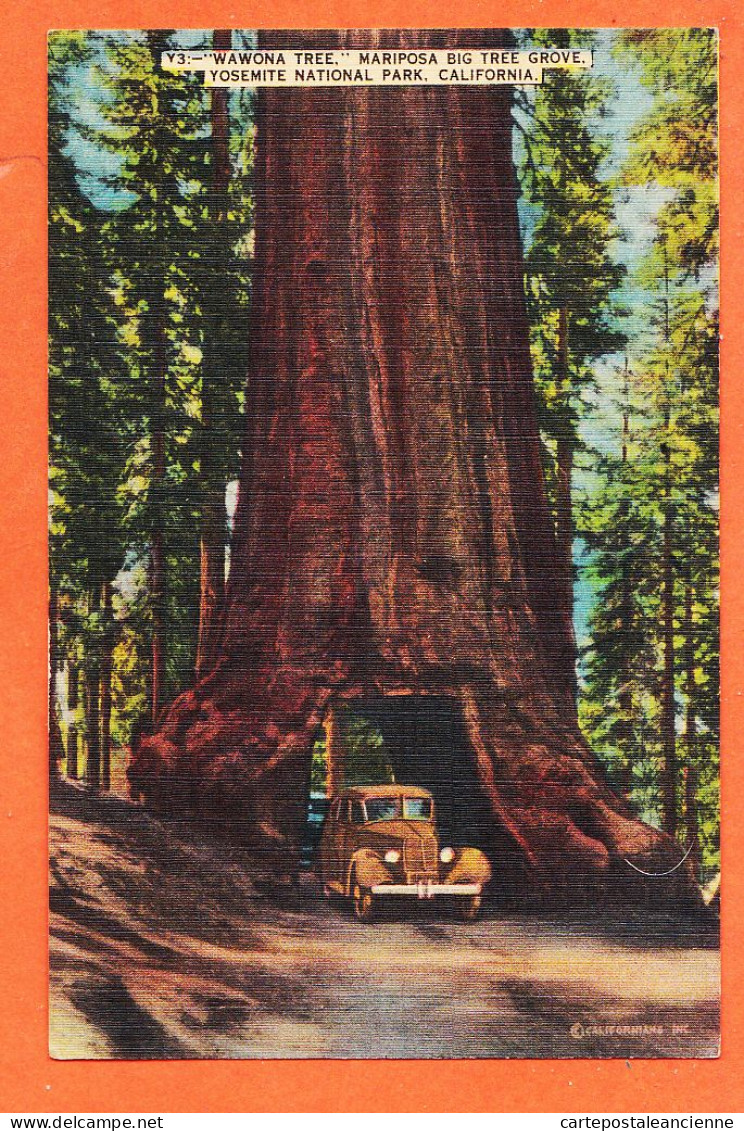 08064 ● Carte Toilée YOSEMITE National Park California WAWONA Tree MARIPOSA Big Tree Grove 1950s NATURE Views 43742 - Yosemite