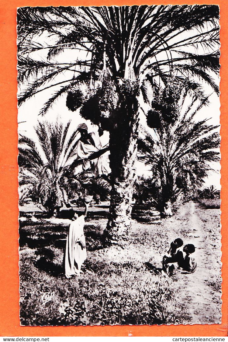 08179 ● BISKRA Algérie Cueillette Des Dattes 1960s Photo-Bromure CAP 81 - Biskra