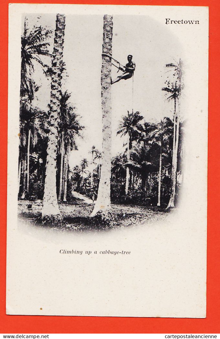 08018 ● FREETOWN Climbing Up A Cabbage-Tree SIERRA LEONE Grimpeur De Palmiers 1900s - Sierra Leone