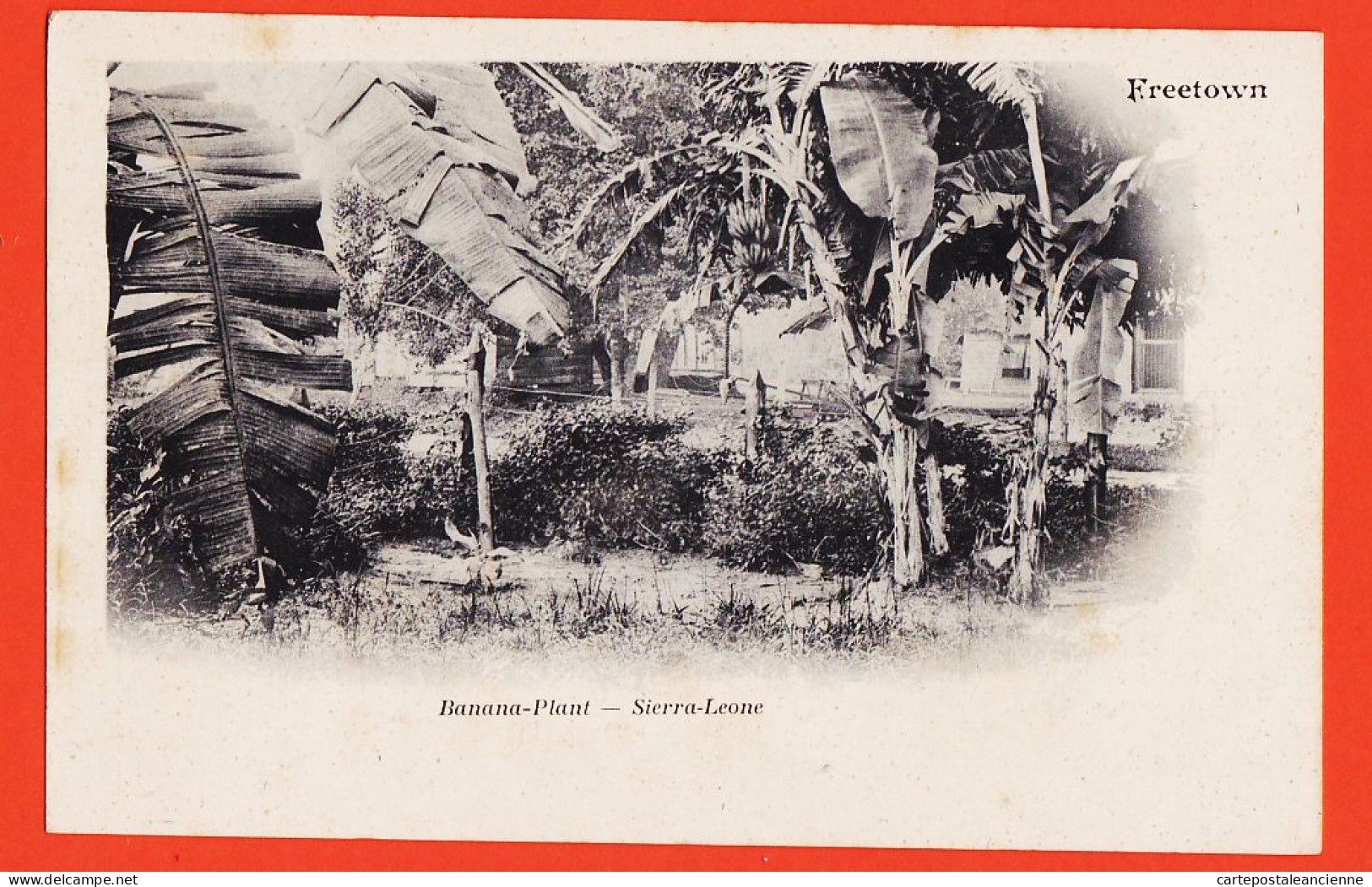 08022 ● FREETOWN Banana-Plant SIERRA LEONE Bananeraie Plantation Bananiers Banane 1900s - Sierra Leona