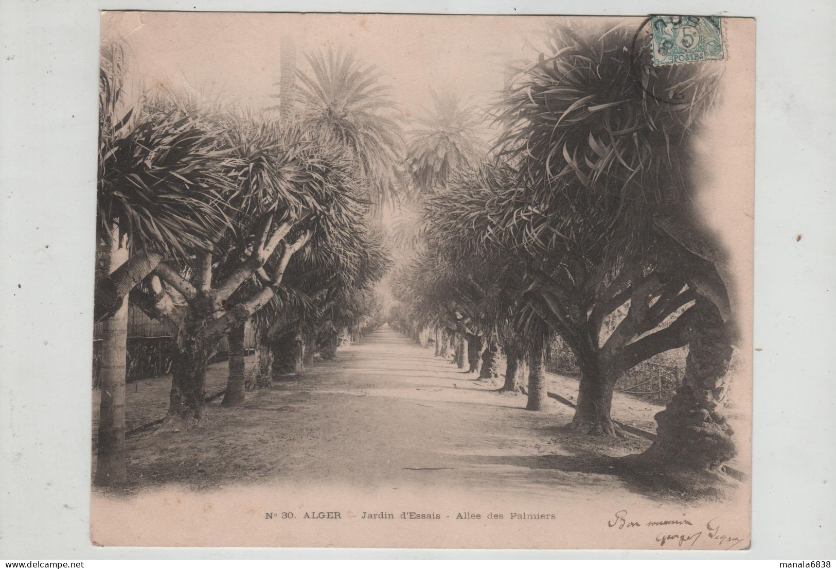 Alger Jardin D'Essais Allée Des Palmiers 1906 Doize Saint Martin De Valamas - Autres & Non Classés