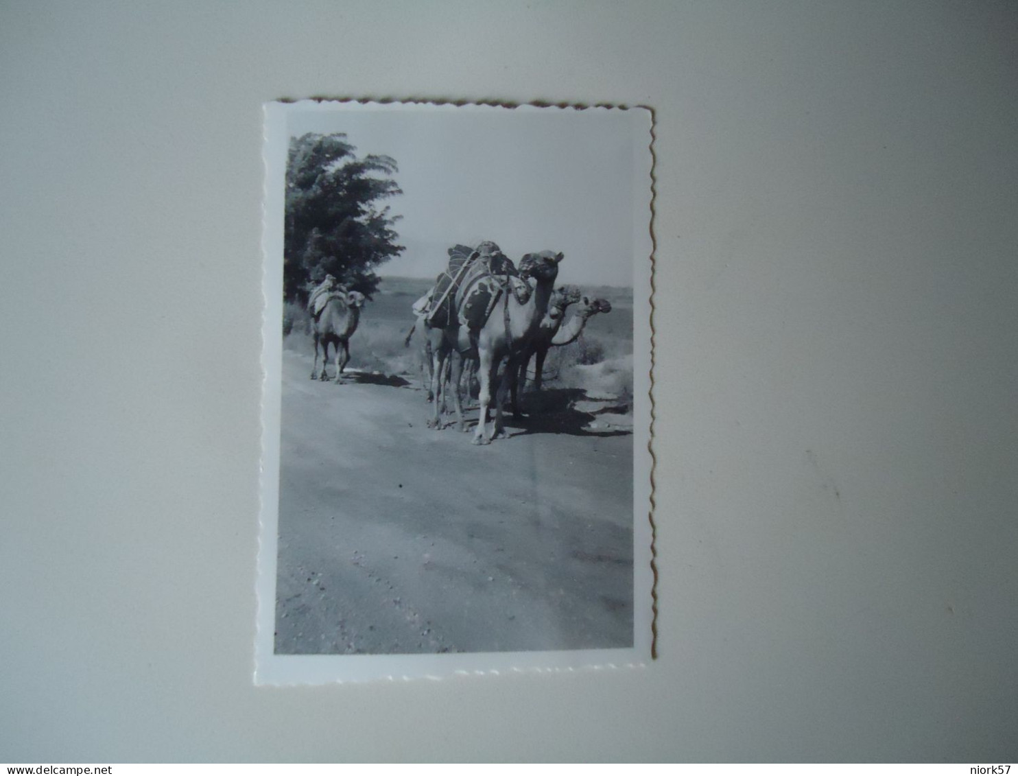 EGYPT   POSTCARDS SMALL PHOTO 1933 CAMELS     MORE  PURHASES 10% DISCOUNT - Other & Unclassified