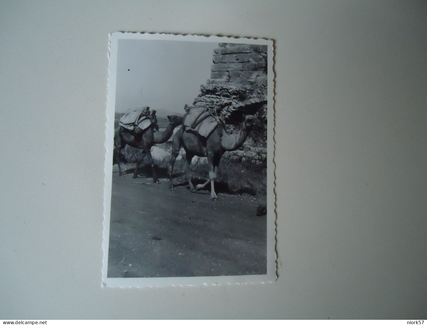 EGYPT   POSTCARDS SMALL PHOTO 1933 CAMELS     MORE  PURHASES 10% DISCOUNT - Other & Unclassified