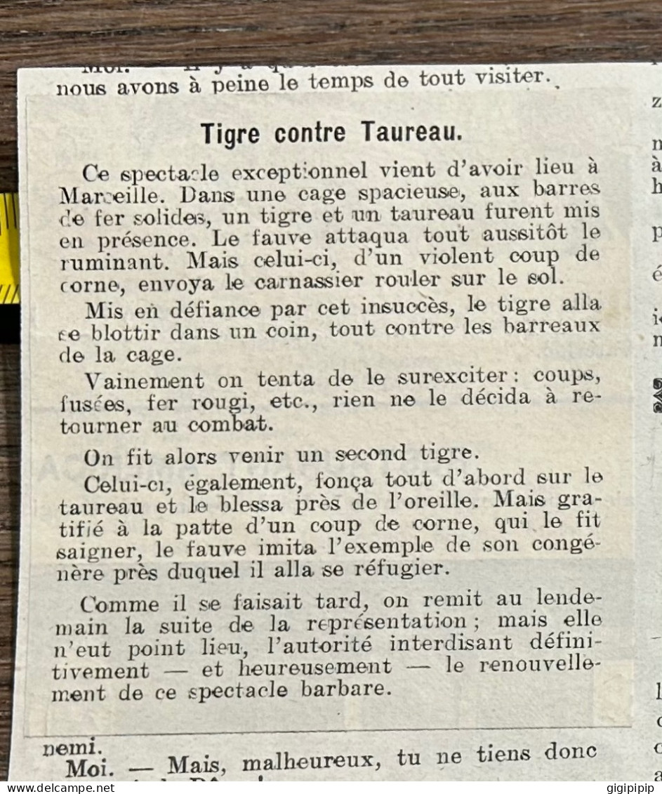 1908 PATI SPECTACLE SENSATICNNEL A MARSEILLE. -- TIGRE CONTRE TAUREAU - Sammlungen