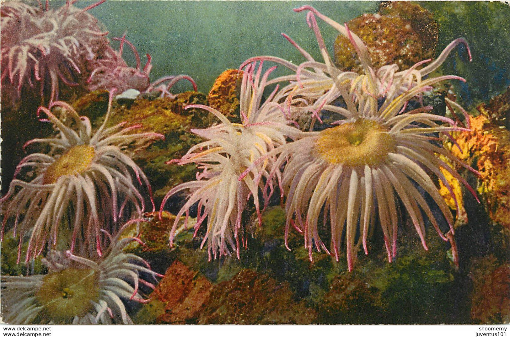 CPA Monaco-Aquarium-Anémones Sulcata     L1070 - Ozeanographisches Museum