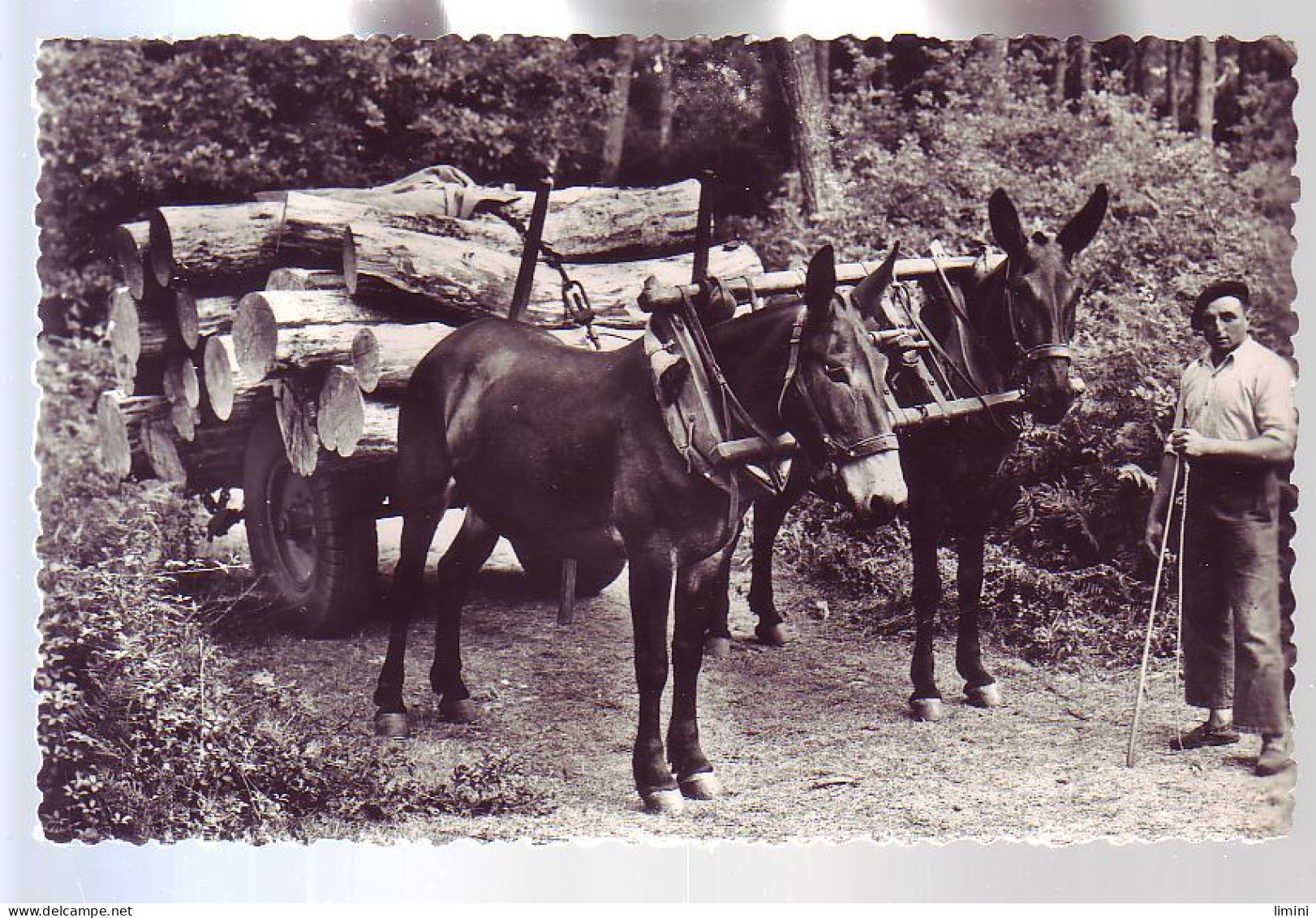 41 - MIMIZAN-PLAGE - UN ATTELAGE De MULES  - ANIMÉE - - Mimizan Plage