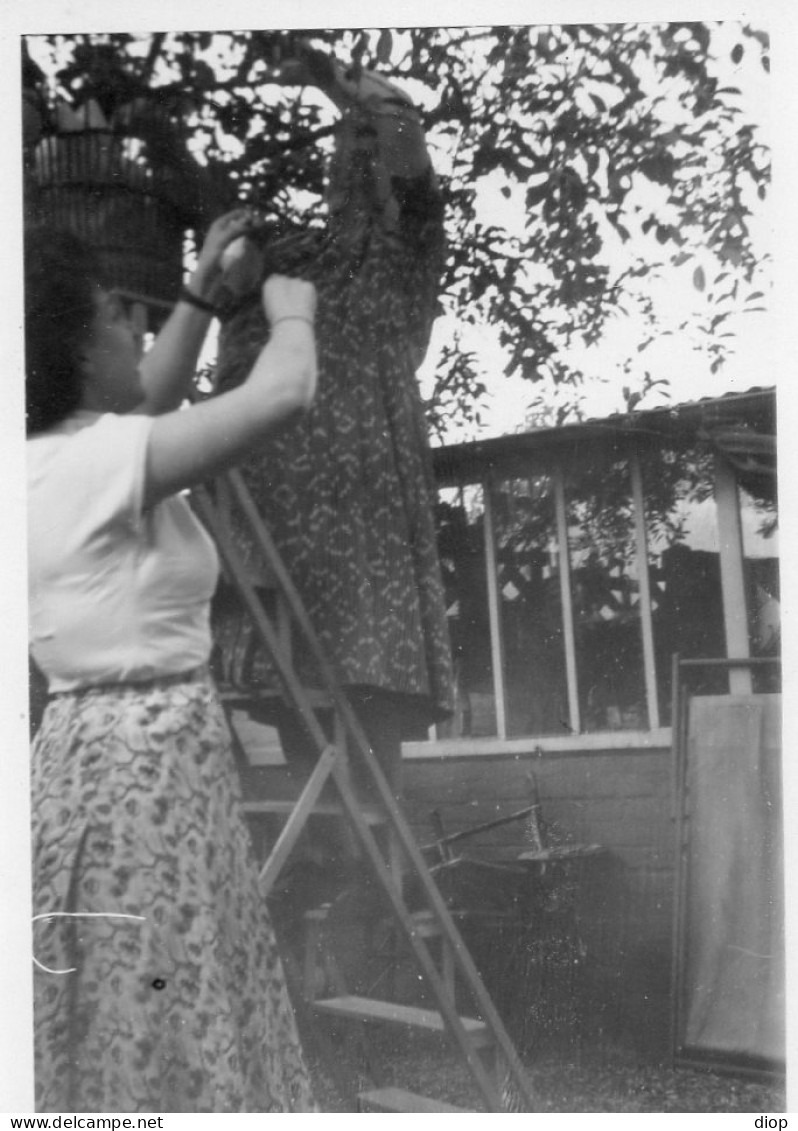 Photographie Photo Vintage Snapshot Famille Cueillette Arbre Pomme Tree  - Other & Unclassified