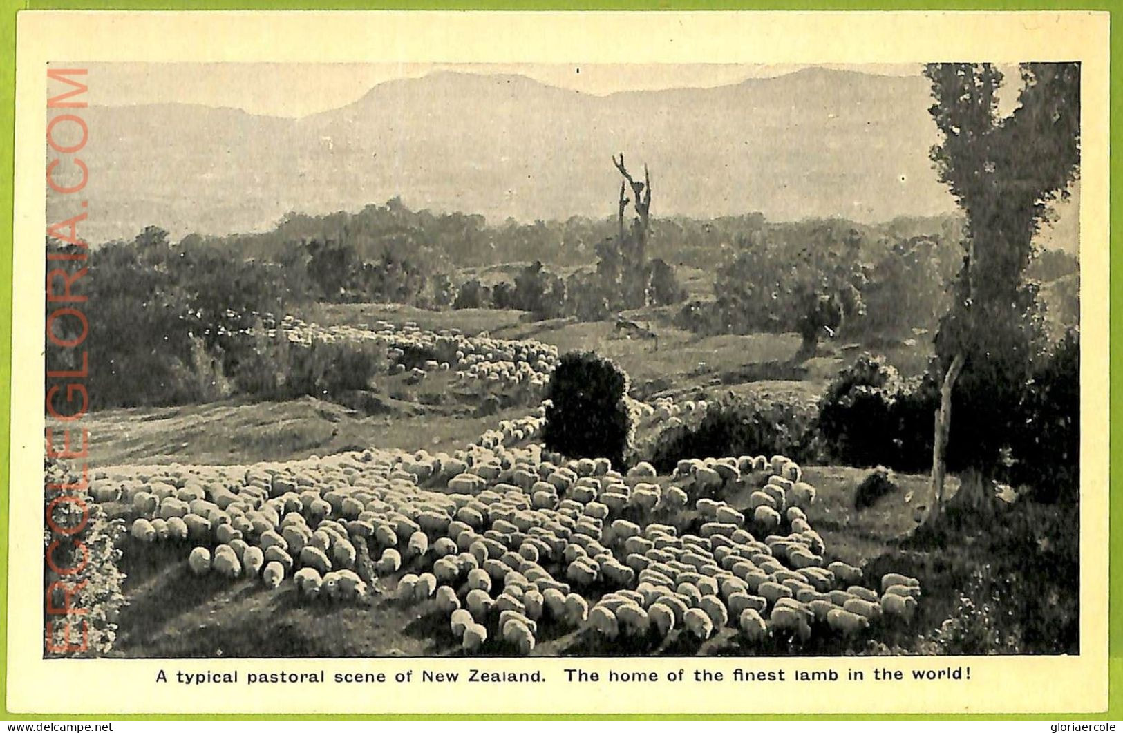 Ae9191 - NEW ZEALAND - VINTAGE POSTCARD-The Home Of The Finest Lamb In The World - New Zealand