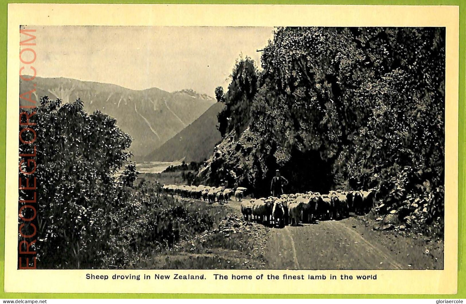 Ae9192 - NEW ZEALAND - VINTAGE POSTCARD-The Home Of The Finest Lamb In The World - New Zealand
