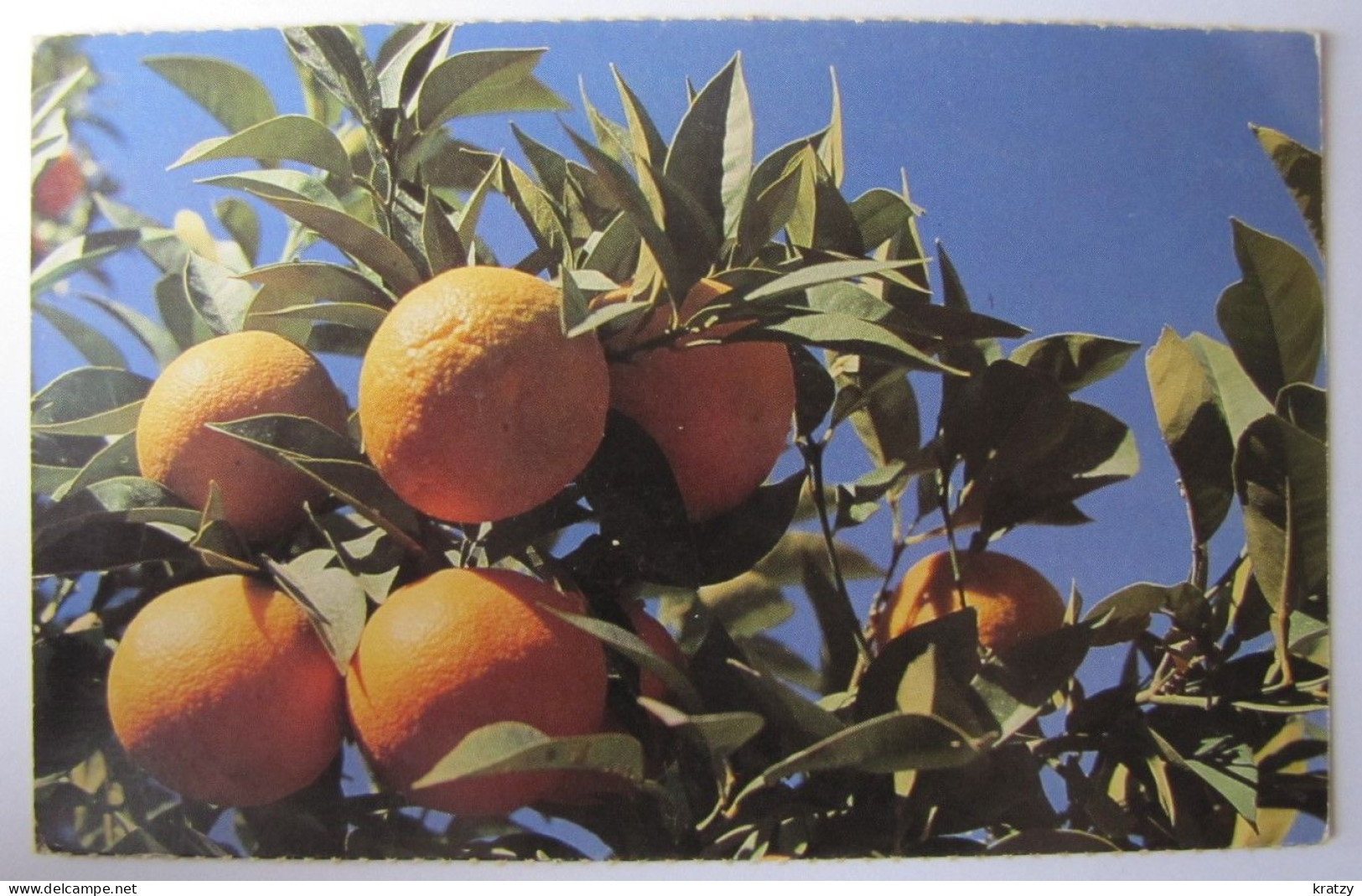 FRUITS - Oranges - Arbres