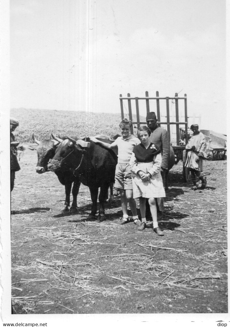 Photographie Photo Vintage Snapshot Cow Vache Traite Ferme Farm - Other & Unclassified