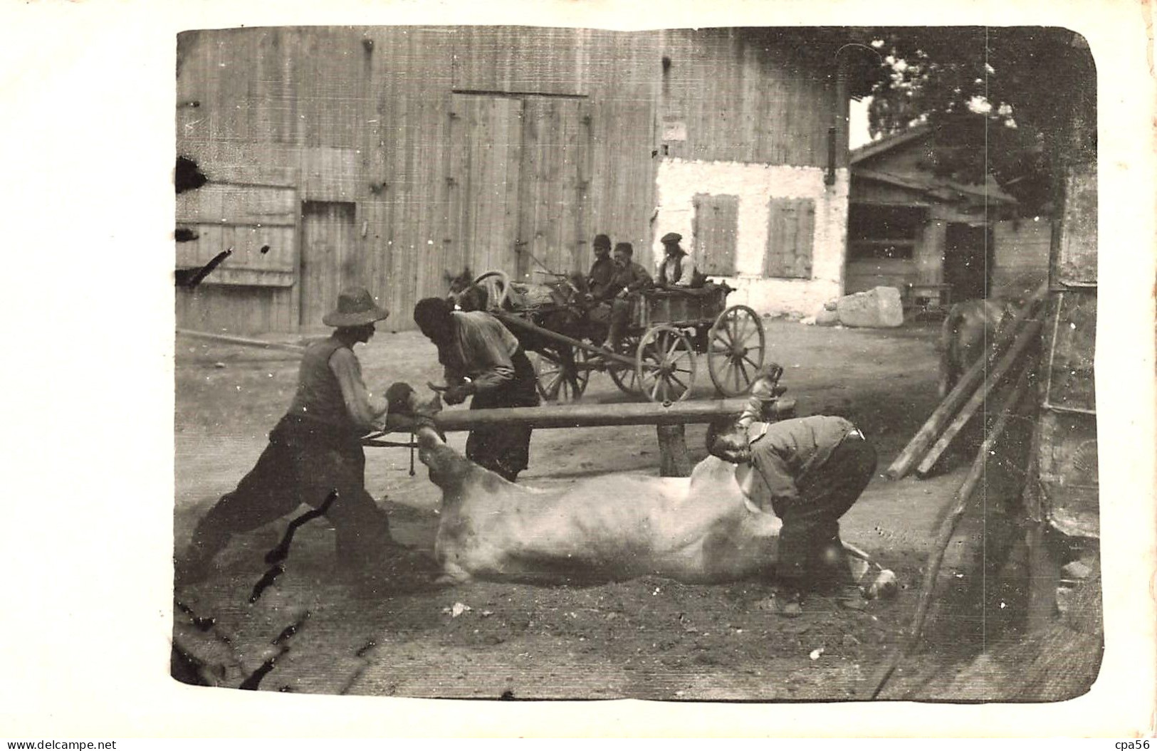 SALONICA 1917 - PHOTO CARD - ABATTAGE D'un BOVIN - BOUCHERIE - Grèce