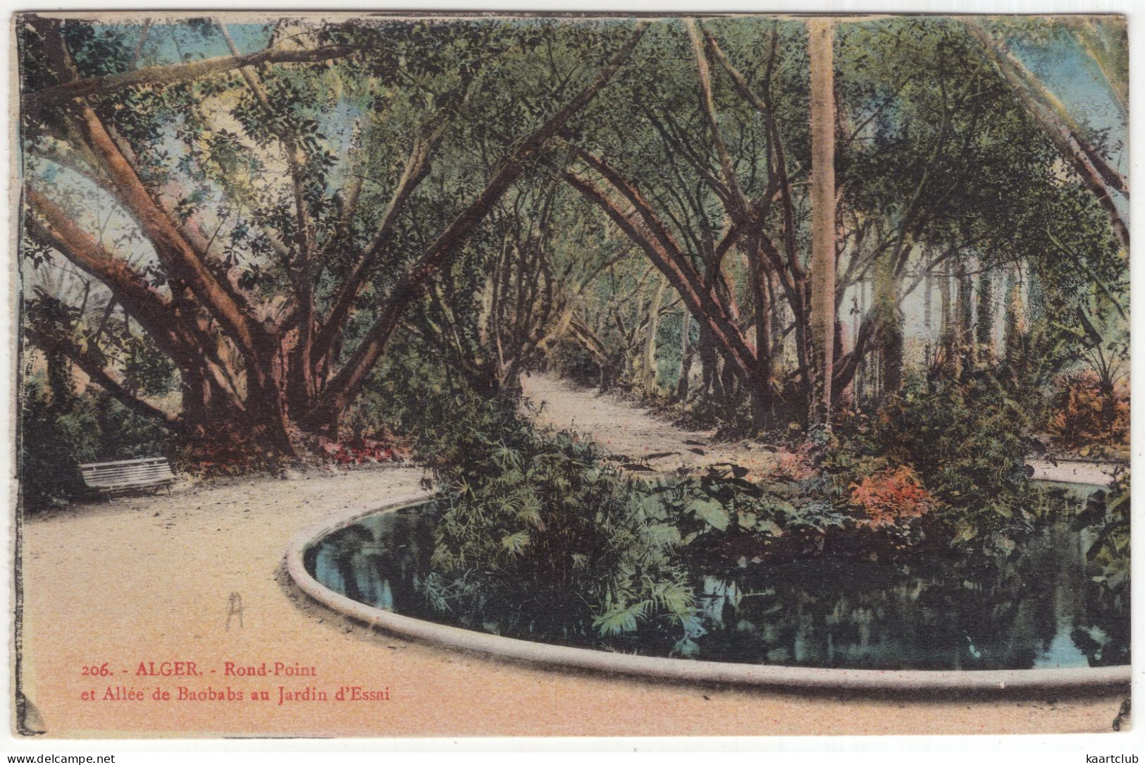 206. - Alger. - Rond-Point Et Allée De Baobabs Au Jardin D'État. - (l'Algérie) - Algerien