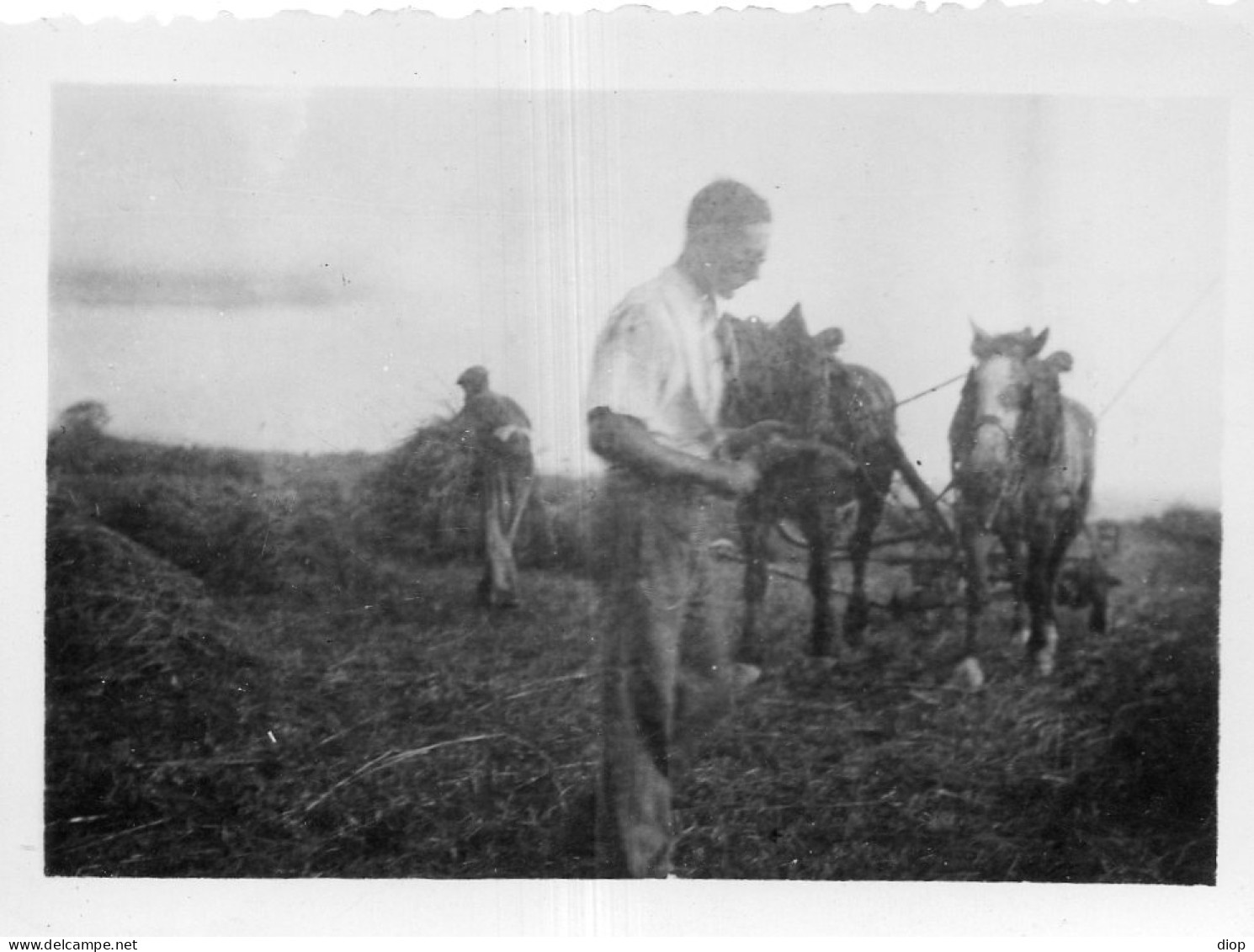 Photographie Photo Vintage Snapshot Chevaux Horse De Trait  - Mestieri
