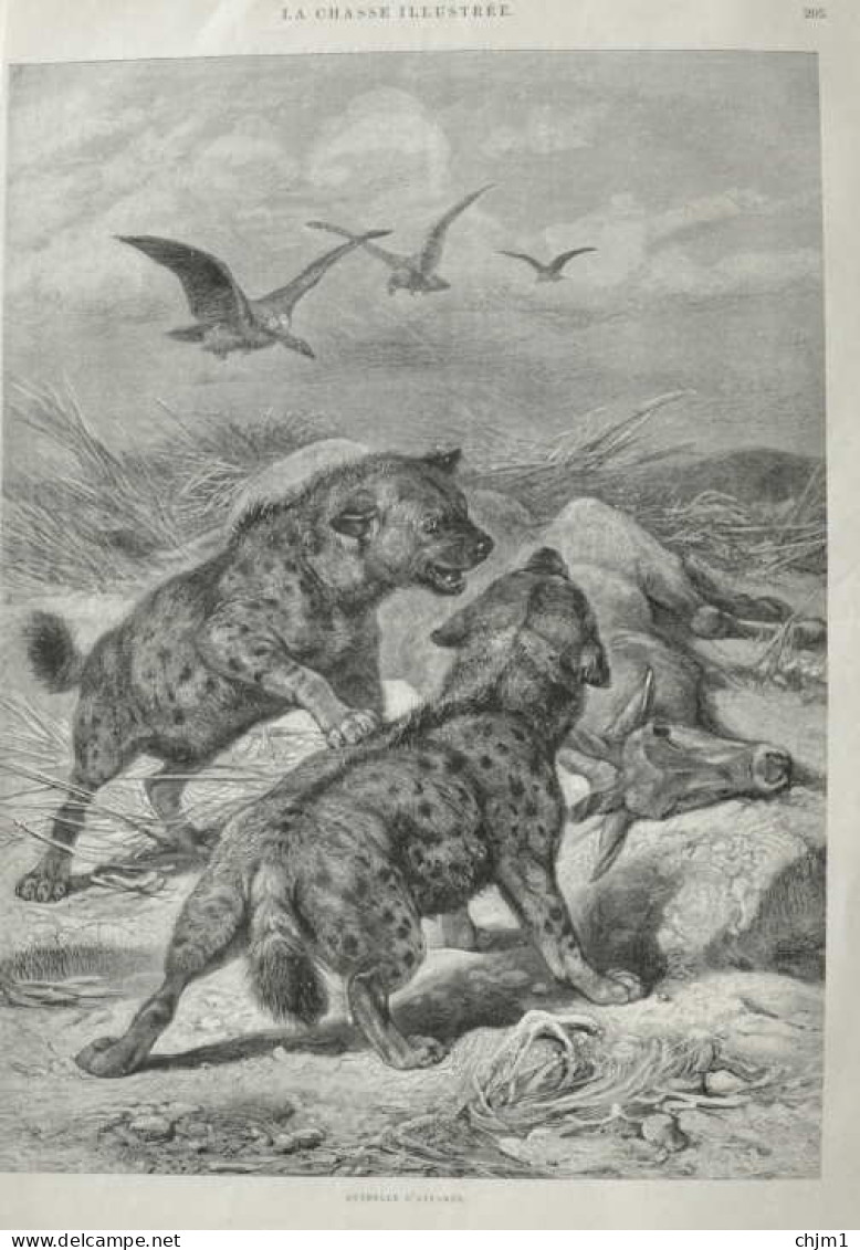Hyänen - Page Originale 1888 - Prenten & Gravure