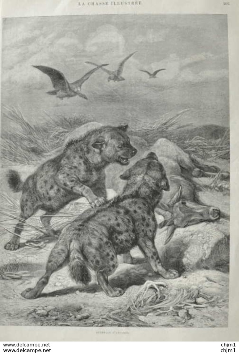 Hyänen - Page Originale 1888 - Prints & Engravings