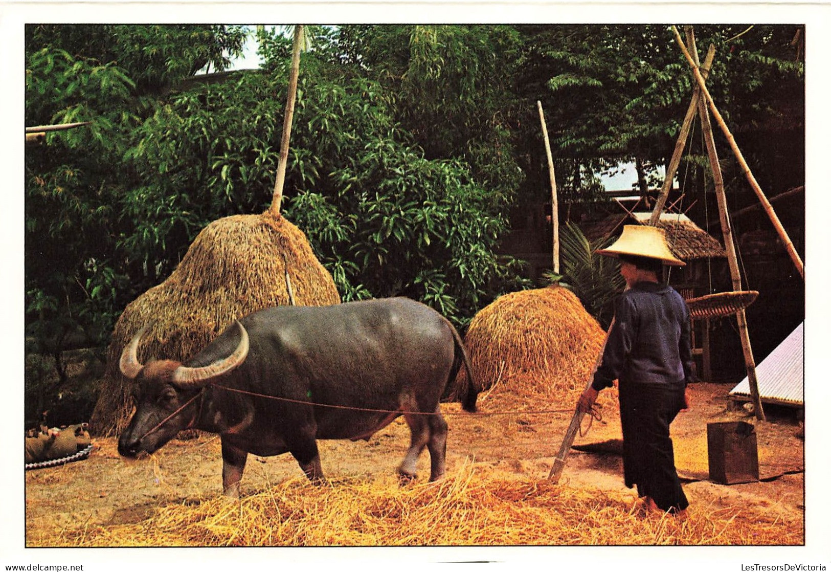 THAILANDE - Thai Farmer Threshed Her Corns With Buffalo - Boeuf - Femme - Paysanne - Carte Postale - Thailand