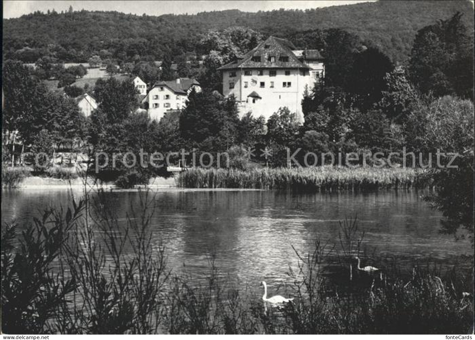 11654093 Biberstein Partie An Der Aare Schwan Schloss Biberstein - Sonstige & Ohne Zuordnung