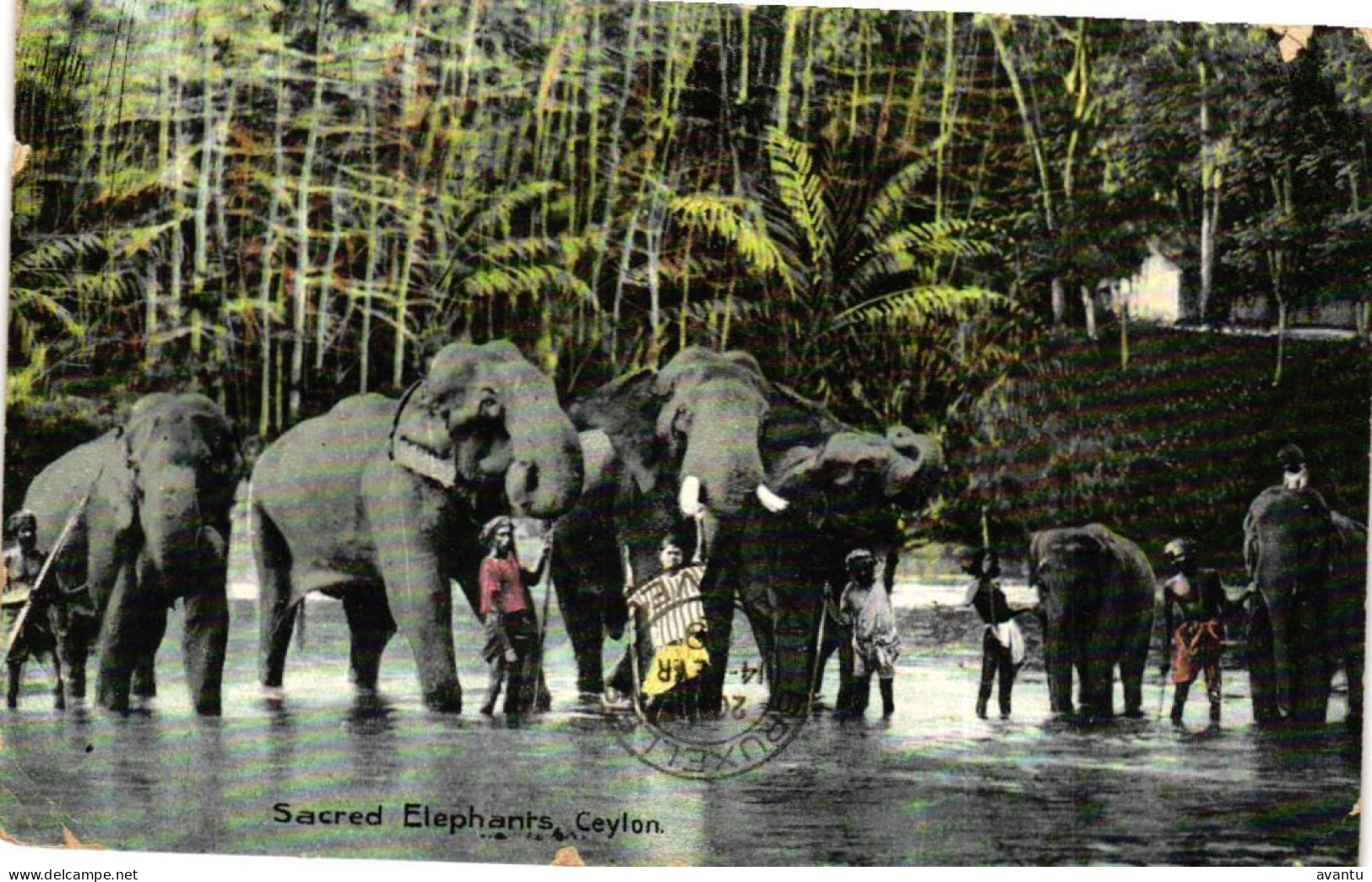 SRI LANKA / CEYLON / SACRED ELEPHANTS - Sri Lanka (Ceylon)