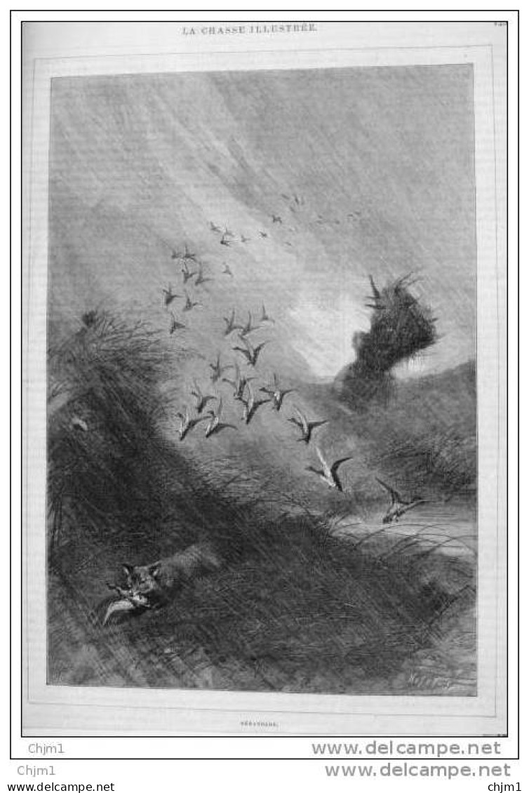 Fuchs Mit Erbeuteter Ente - Canards - Alter Stich 1888 - Gravure - Stiche & Gravuren