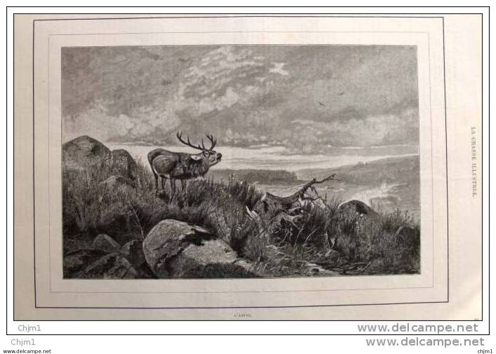 Röhrender Hirsch - Cerf Bramant - Alter Stich 1888 -  Gravure Original - Prints & Engravings