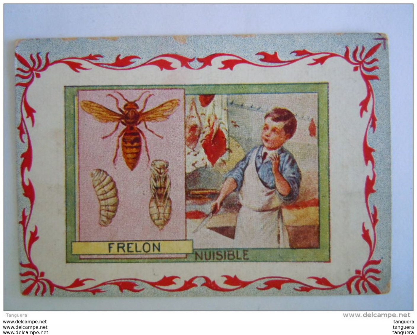 Chromo Insectes Insekten Le Frelon Boucher Nuisible Librairie Hachette Paris - Autres & Non Classés