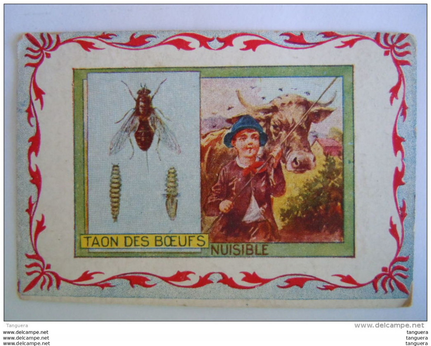 Chromo Insectes Insekten Le Taon Des Boeufs Nuisible Librairie Hachette Paris - Autres & Non Classés