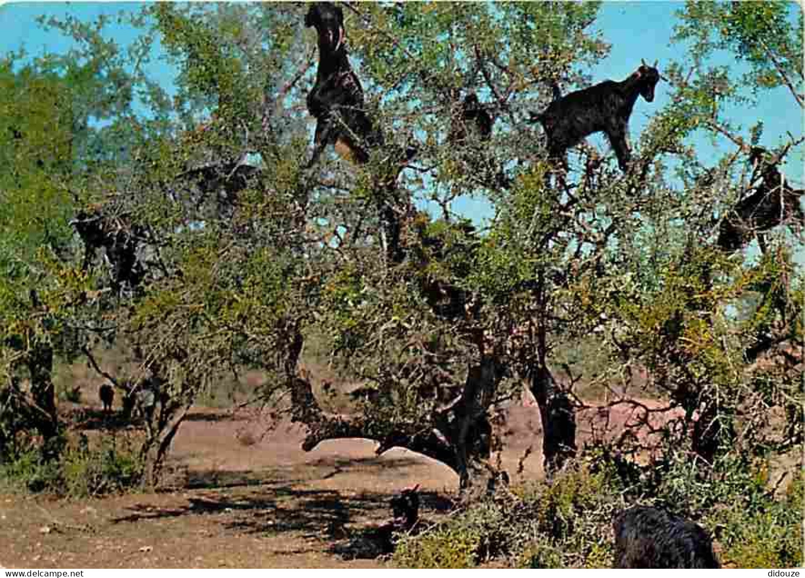 Maroc - Agadir - Chèvres Dans Les Arbres - Carte Neuve - CPM - Voir Scans Recto-Verso - Agadir