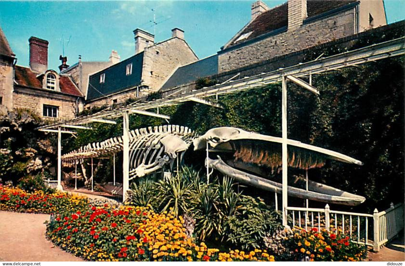 14 - Luc Sur Mer - Jardin Municipal : Squelette De La Baleine échouée Au Lieu Dit Moulin De Luc, Le 12 Janvier 1885 - Fl - Luc Sur Mer