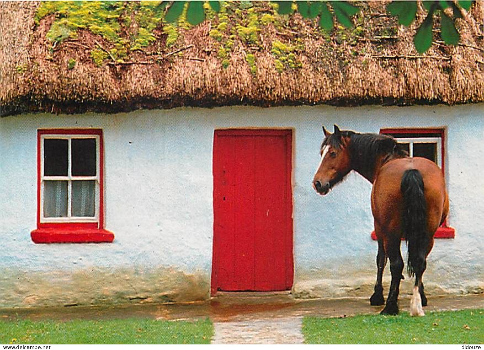 Animaux - Chevaux - Irlande - Thatched Cottage - Carte Neuve - CPM - Voir Scans Recto-Verso - Cavalli