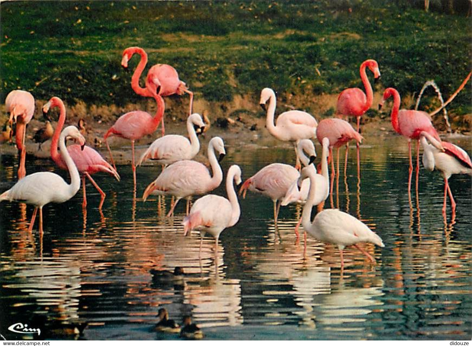 Oiseaux - Flamants Roses - Parc Ornithologique Départemental De Villars Les Dombes - Flamingos - CPM - Voir Scans Recto- - Birds