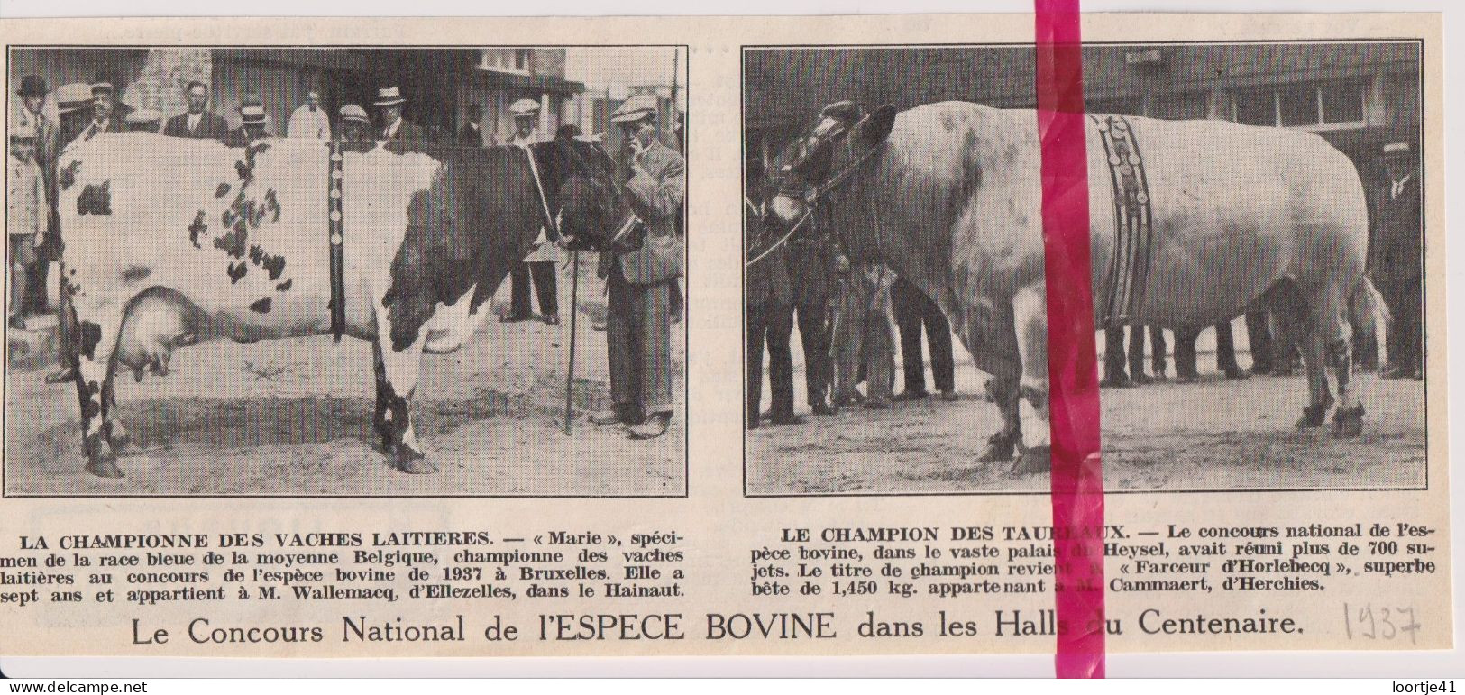 Bruxelles - Concours De L'espece Bovine, Ellezelles & Herchies - Orig. Knipsel Coupure Tijdschrift Magazine - 1937 - Non Classés