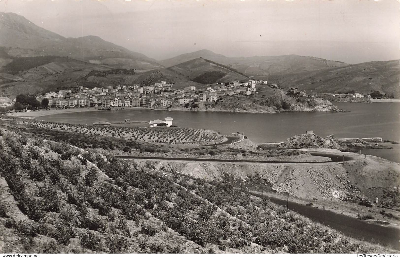 FRANCE - Banyuls - Vue Générale De La Ville Et Les Vignobles - Carte Postale - Banyuls Sur Mer