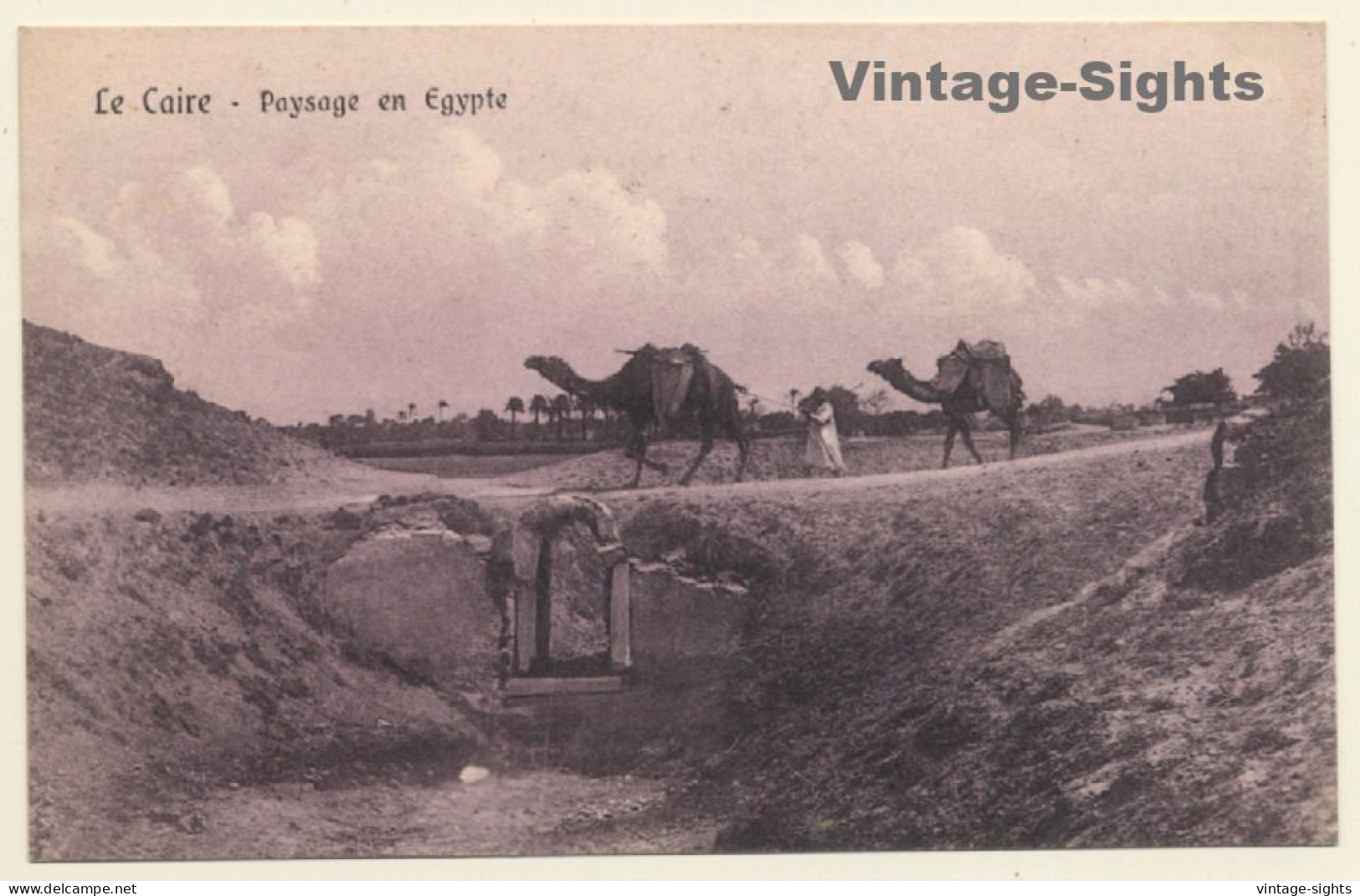 Cairo: Camels Crossing The Road Near Sakkarah (Vintage PC 1913) - Autres & Non Classés