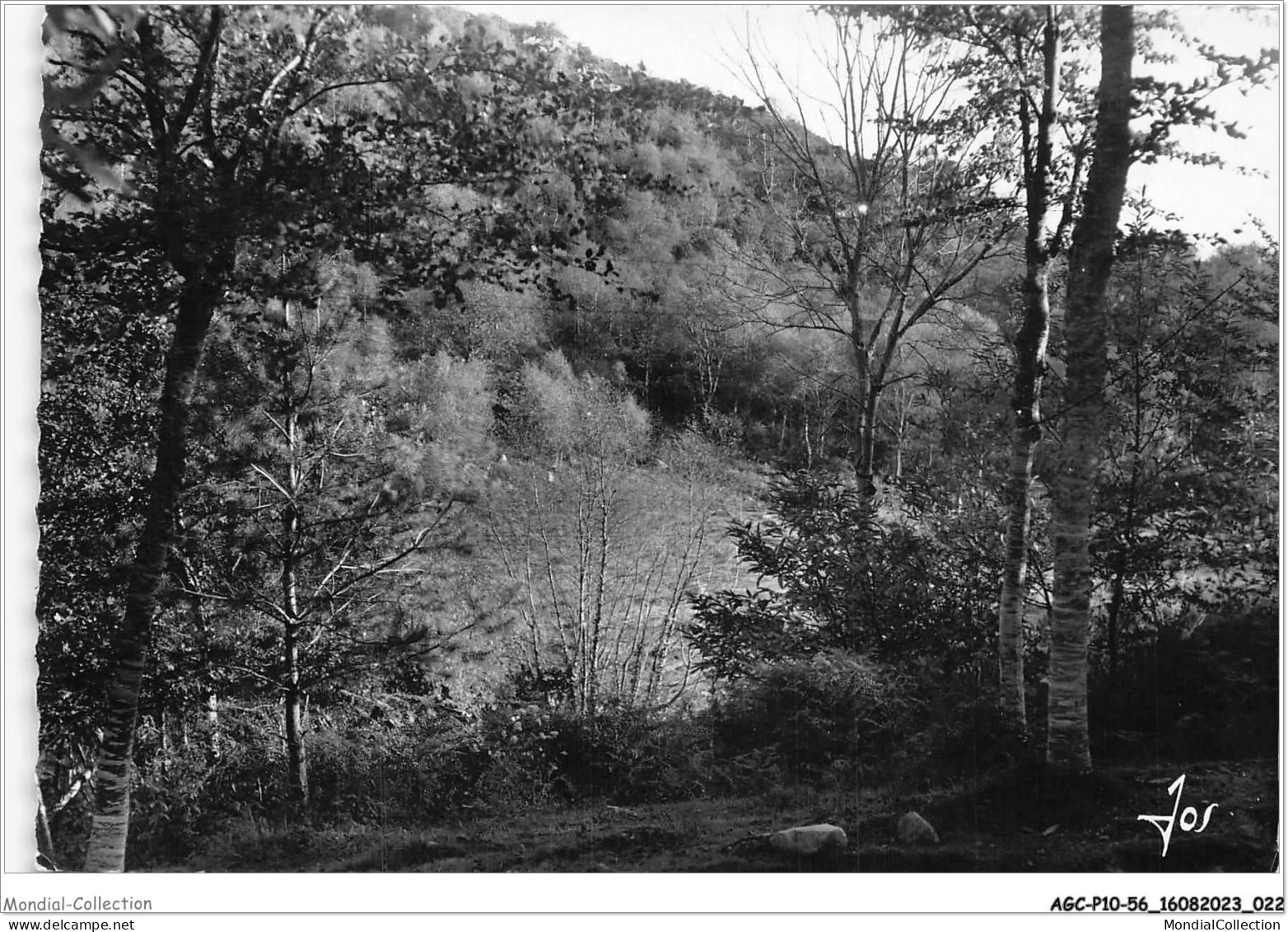 AGCP10-56-0791 - LE FAOUET - Les Bois Dominant La Riviere Et Le Vallon De L'Elle - Le Faouet