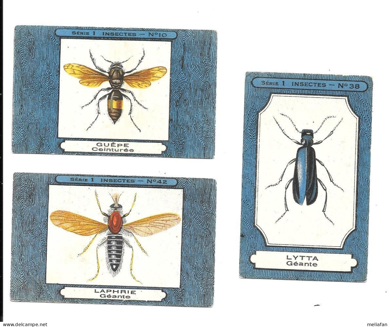 KB1578 - IMAGES CHOCOLAT UNION - INSECTES - GUEPE LYTTA LAPHRIE - Other & Unclassified