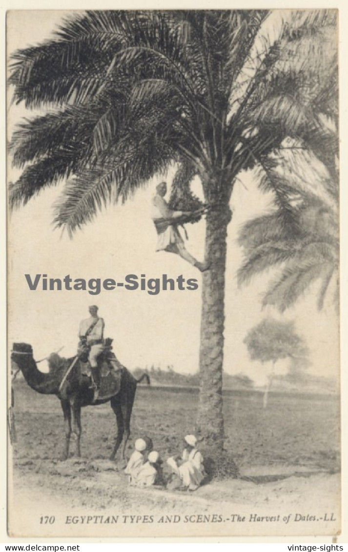 Egypt: Harvest Of Dates / Camel - Palm Tree (Vintage PC 1910s/1920s) - Autres & Non Classés