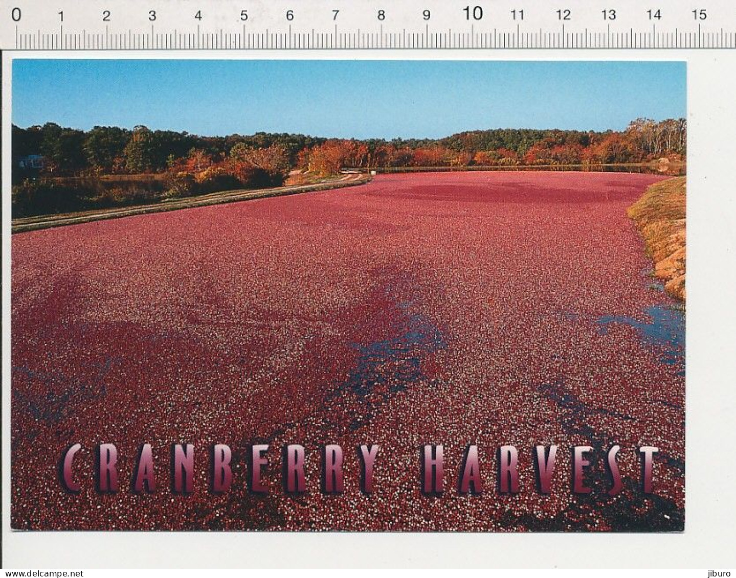 Cranberry Harvest Cape Cod Massachusetts USA Cranberries Canneberge Plante - Cape Cod