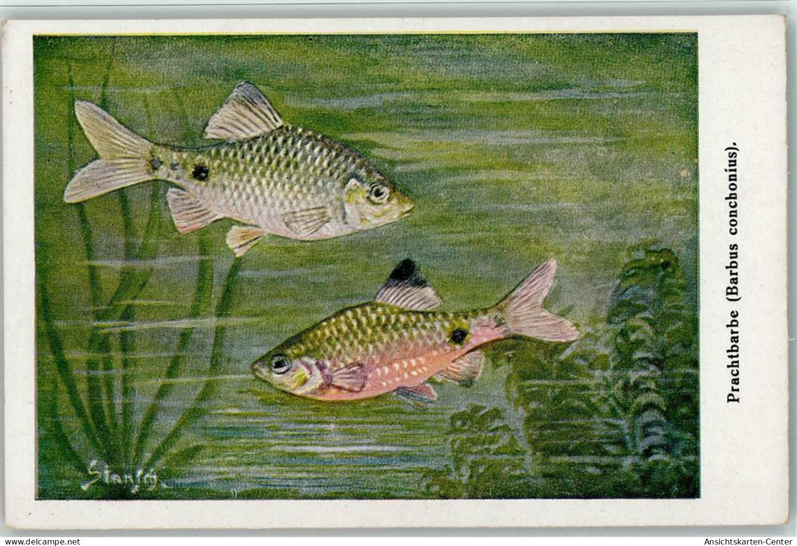 13021707 - Fische Prachtbarbe - Fische Und Schaltiere