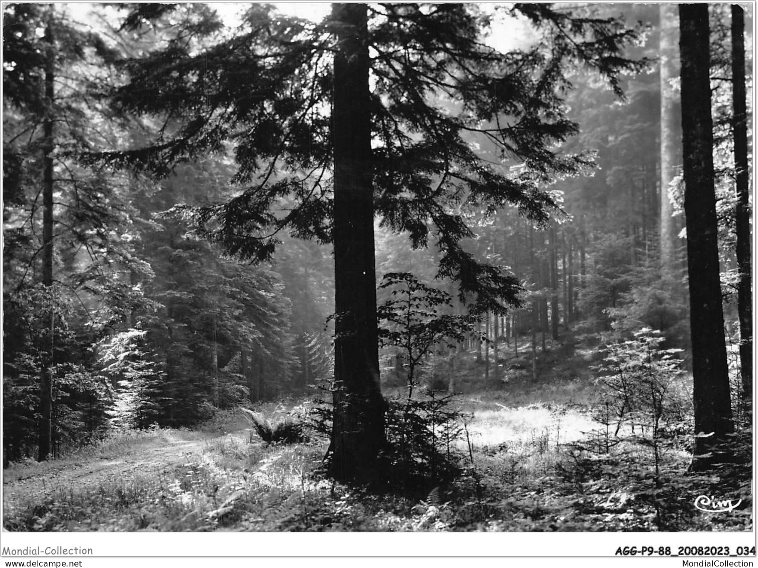 AGGP9-88-0706 - RAON-L'ETAPE - Sous-bois - Raon L'Etape