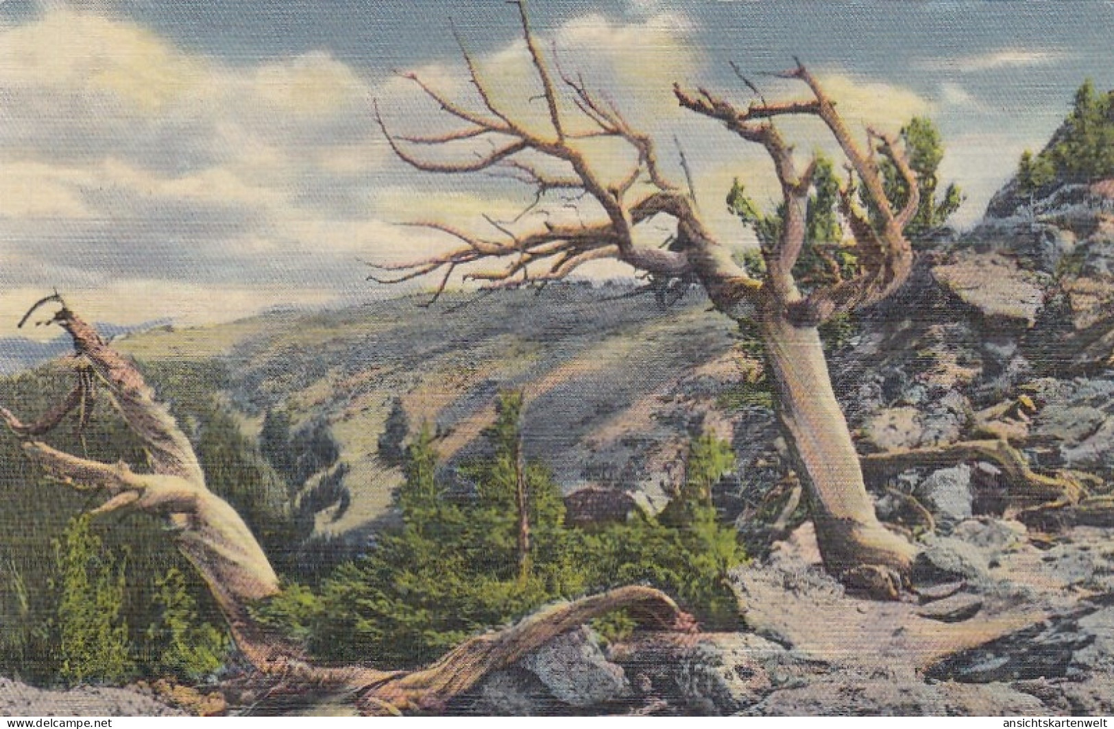 Rocky Mountain Nat.Park, CO., Timberline Trees On Trail Ridge Ngl #E8724 - Sonstige & Ohne Zuordnung