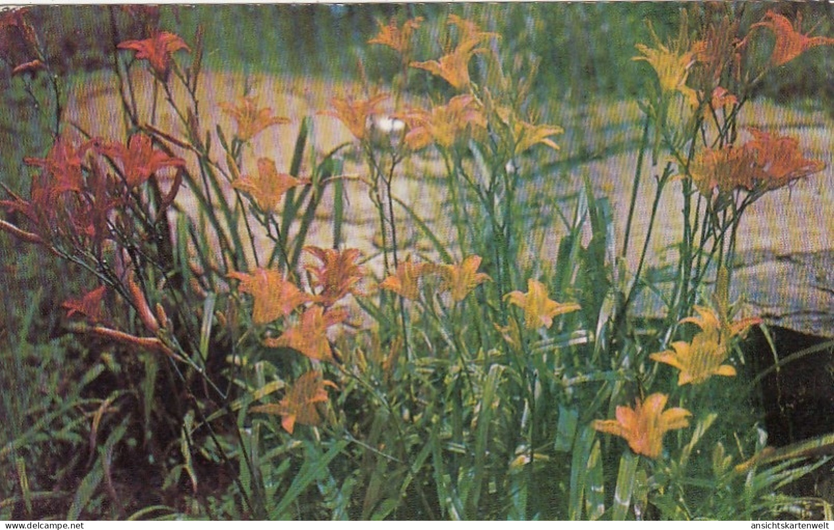 Wild Tiger-lilies Along The Highways Ngl #E9293 - Andere & Zonder Classificatie