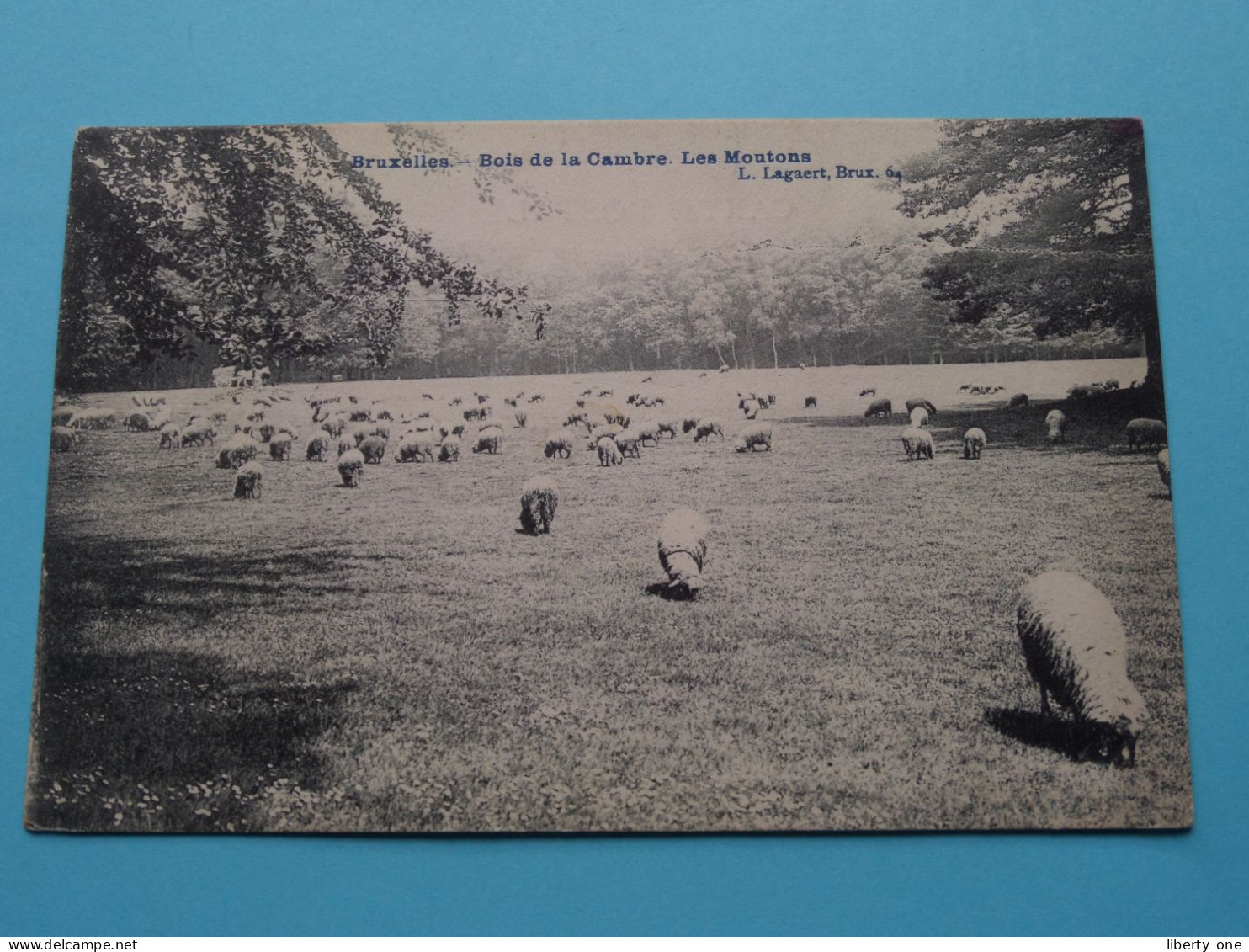Bois De La Cambre, Les Moutons > Bruxelles ( Edit.: L. Lagaert ) 1908 ( Zie / Voir Scans ) ! - Forests, Parks