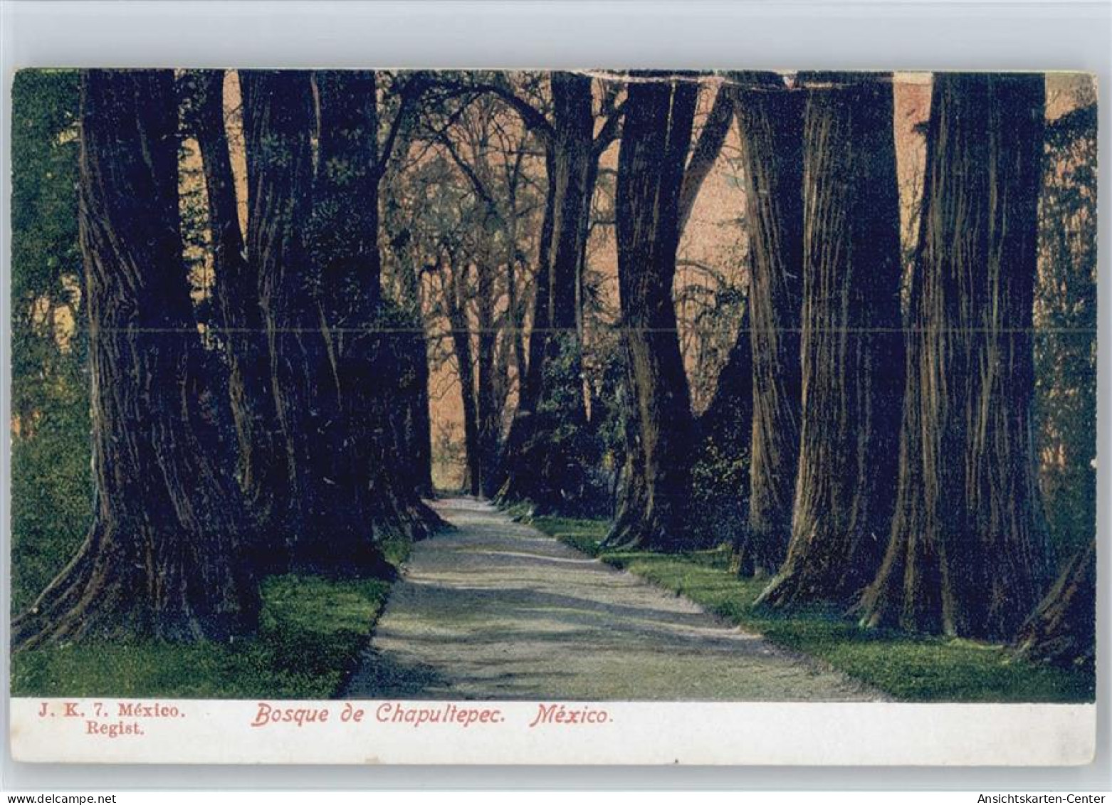 12051307 - Baeume Bosque De Chapultepec - Autres & Non Classés