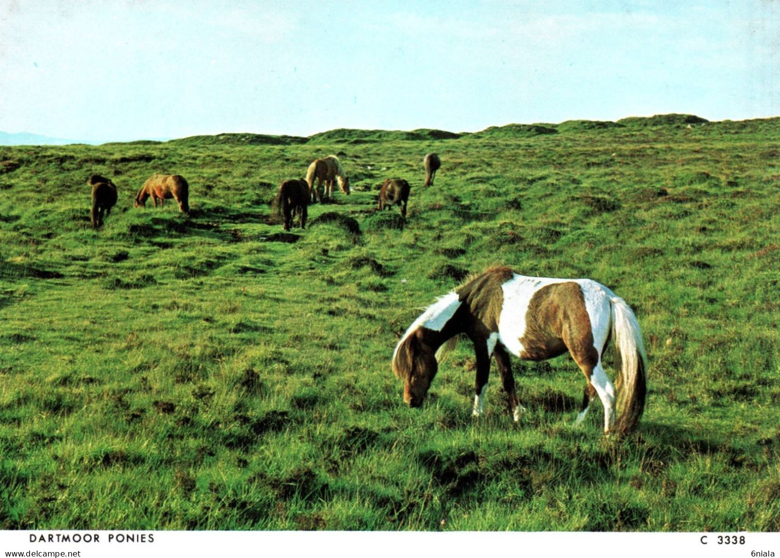 18747 DARTMOR PONIES  Poneys Dartmoor  Chevaux   (2 Scans) - Pferde