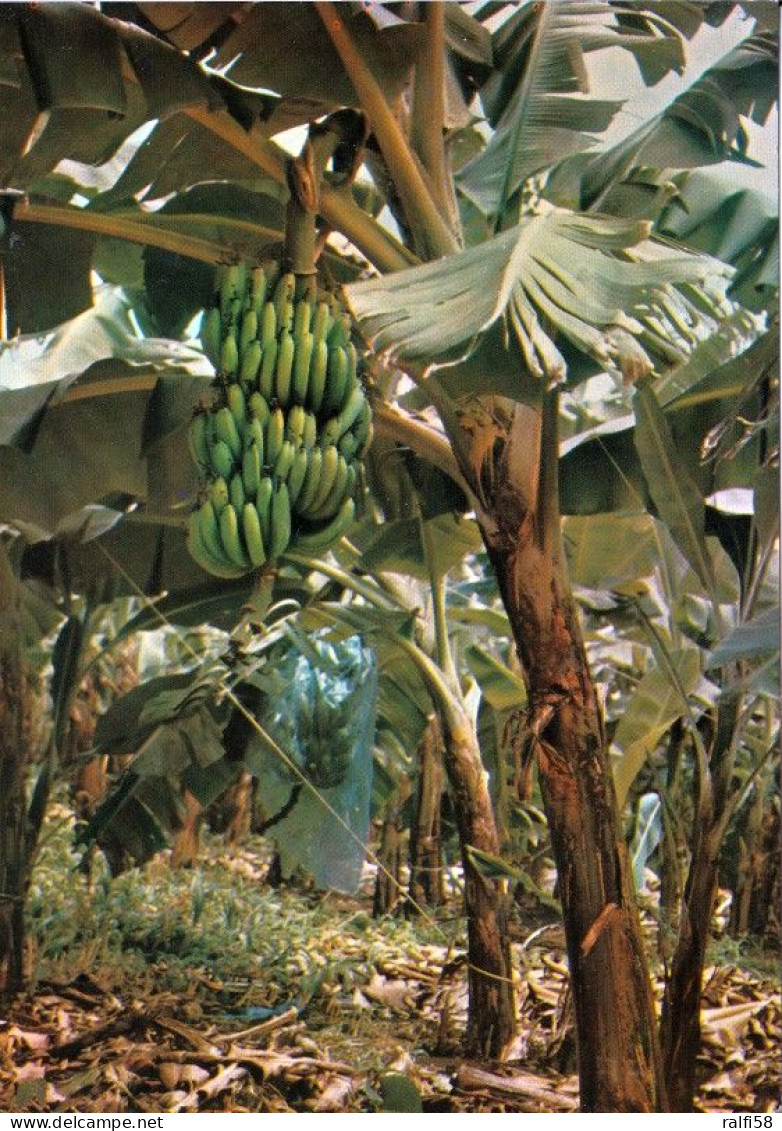 2 AK Saint Barthelemy * Brotfrucht Baum, Bread Fruits, Fruits à Pain Und Bananen Staude, Banana Trees, Bananiers * - Saint Barthelemy