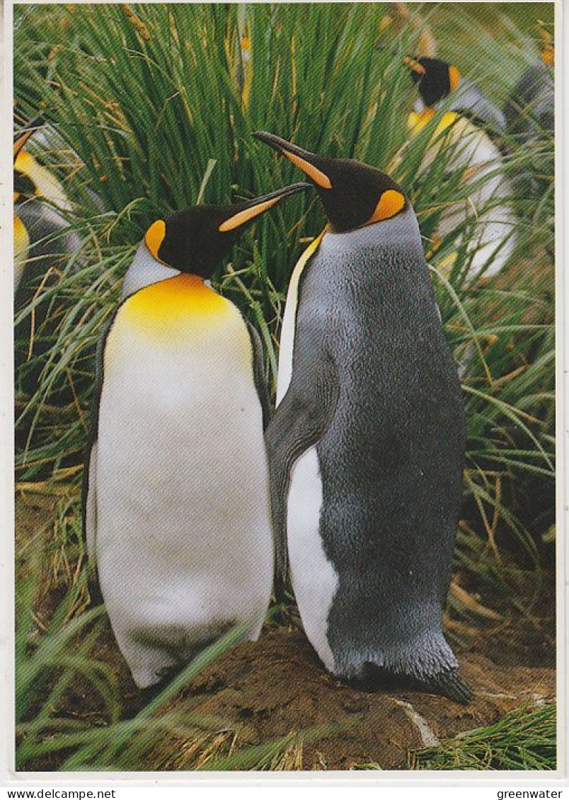 TAAF Large Postcard King Penguin Ca Martin De Vivies 18 II 1999 (59740) - Cartas & Documentos