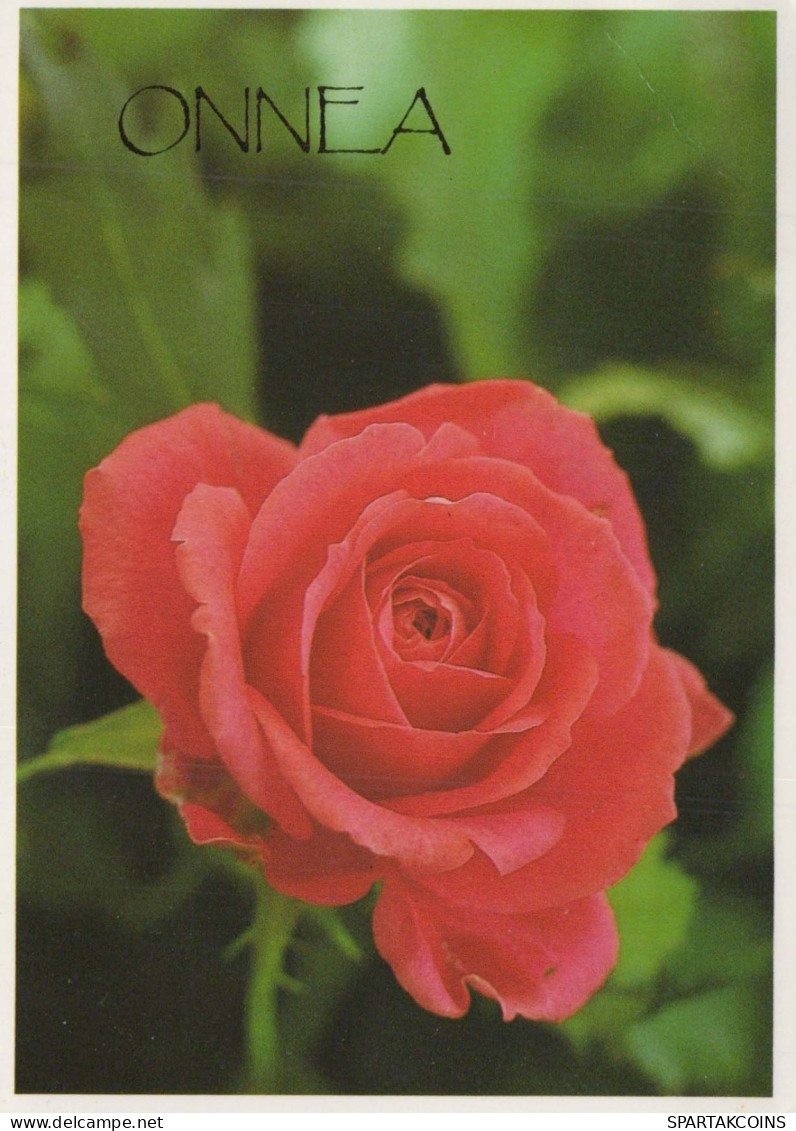 FLORES Vintage Tarjeta Postal CPSM #PBZ805.A - Bloemen